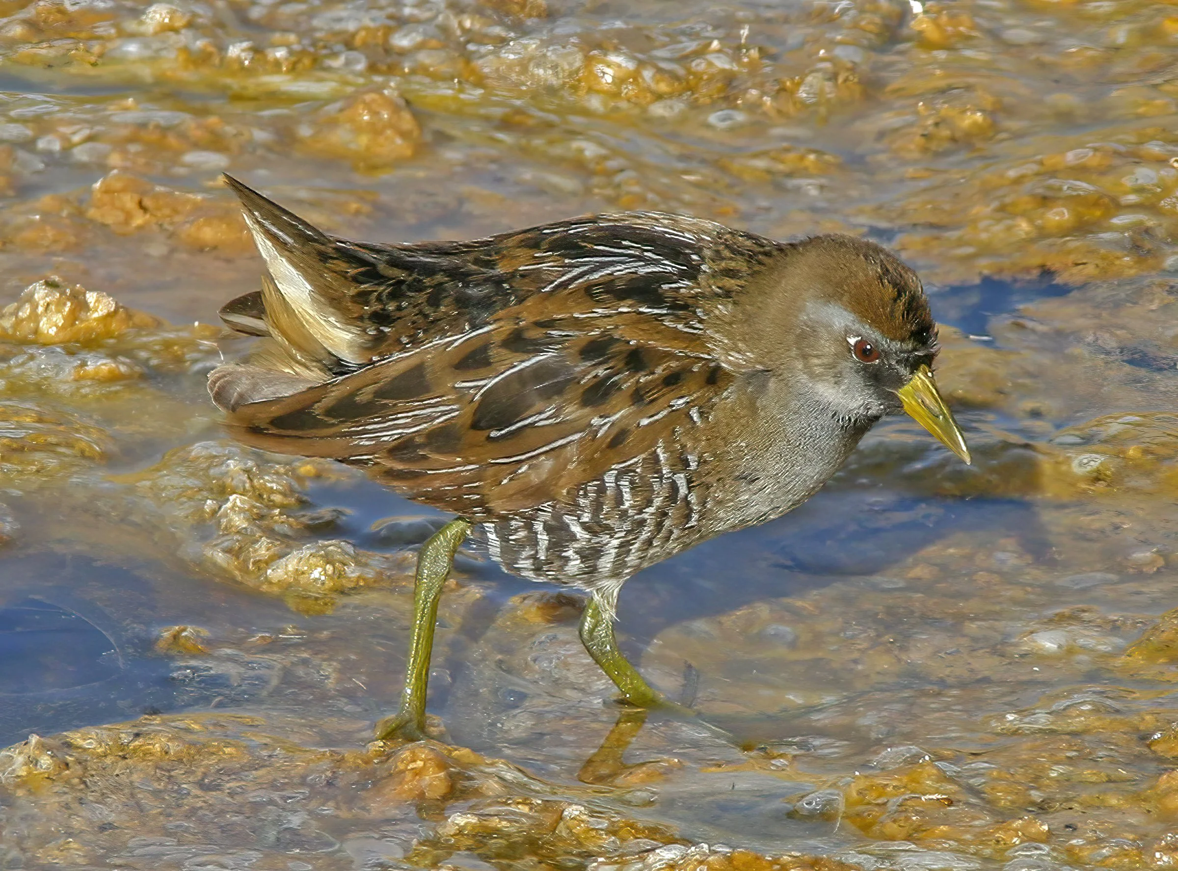 Birds of the Whitewater Preserve: Sora By Steve Myers » The